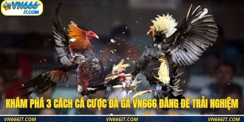 Khám phá 3 cách cá cược đá gà VN666 đáng để trải nghiệm