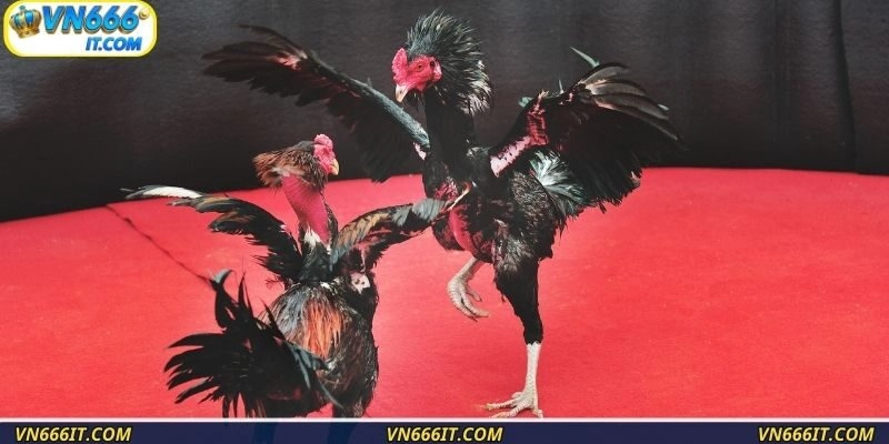 Trải nghiệm đặt cược đối kháng cực đỉnh