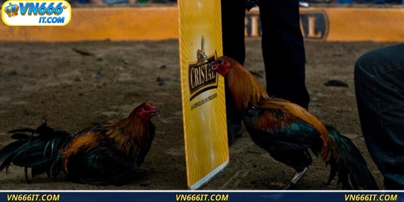 Các điều kiện cần có để chiến kê được xem là kẻ chiến thắng