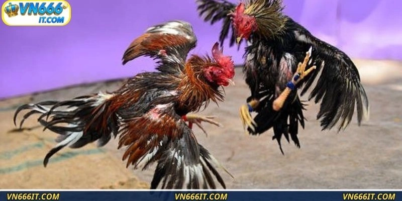 Chọn chân sút mang lại chiến thắng