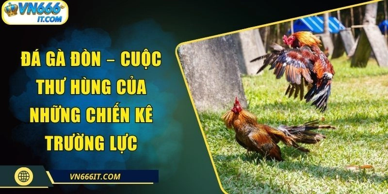Đá Gà Đòn – Cuộc Thư Hùng Của Những Chiến Kê Trường Lực