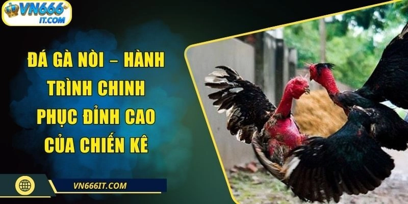 Đá Gà Nòi – Hành Trình Chinh Phục Đỉnh Cao Của Chiến Kê
