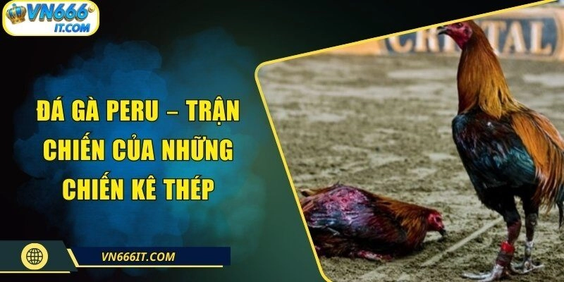 Đá Gà Peru – Trận Chiến Của Những Chiến Kê Thép