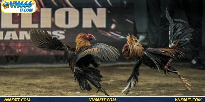 Đọc vị chiến kê qua sự tự tin để đặt cược chuẩn xác hơn