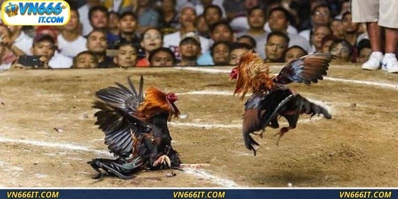 Hội viên nhanh chân bước vào hành trình trường gà Campuchia