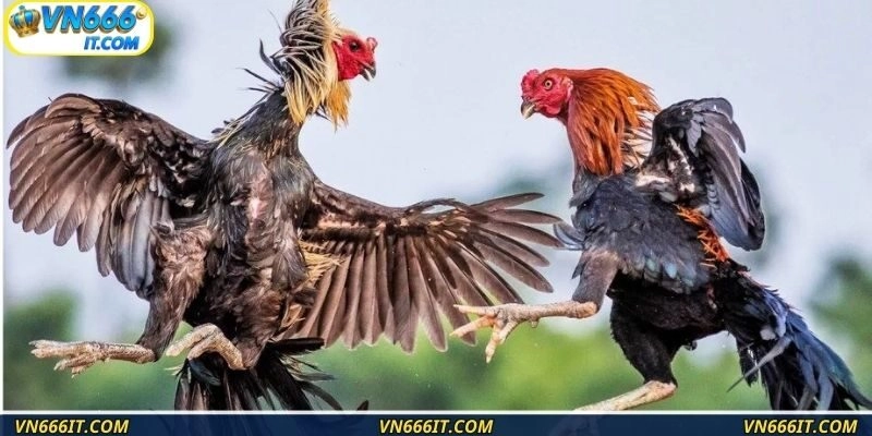 Những đặc điểm của một chú gà nòi cực chiến