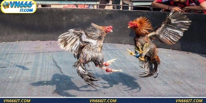 Sân đấu uy tín thường có camera chuẩn nét