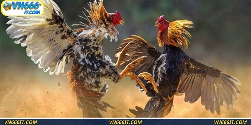 Tinh hoa đá gà nòi được gìn giữ và phát huy tại VN666