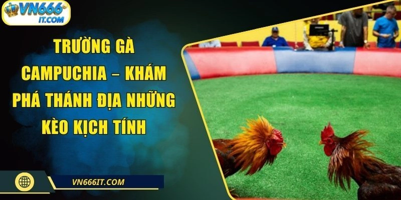 Trường Gà Campuchia – Khám Phá Thánh Địa Những Kèo Kịch Tính