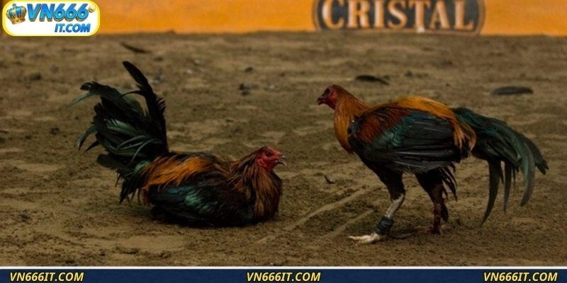 Tựa game đá gà Peru đầy kịch tính, vô cùng hấp dẫn