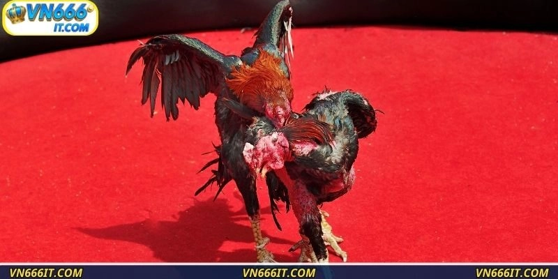 Cần tham khảo những mẹo của hội viên lâu năm khi cá cược