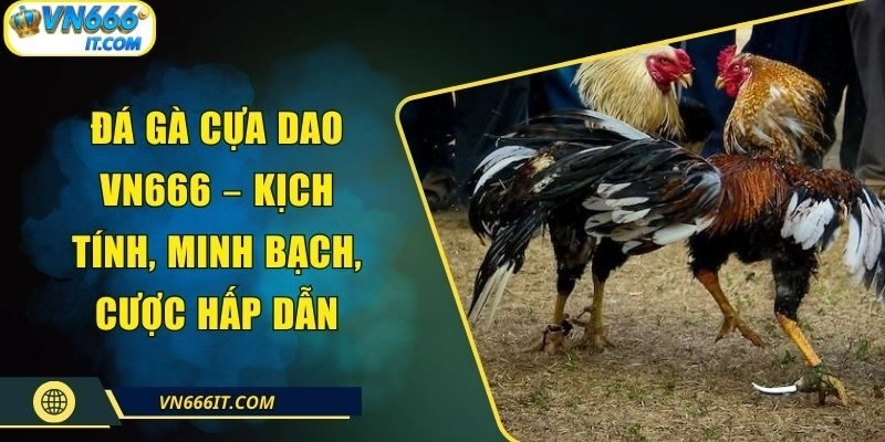 Đá Gà Cựa Dao VN666 – Kịch Tính, Minh Bạch, Cược Hấp Dẫn