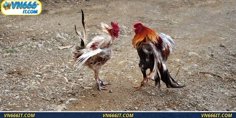 Đá gà cựa tròn là hình thức chơi cá cược thú vị và lôi cuốn