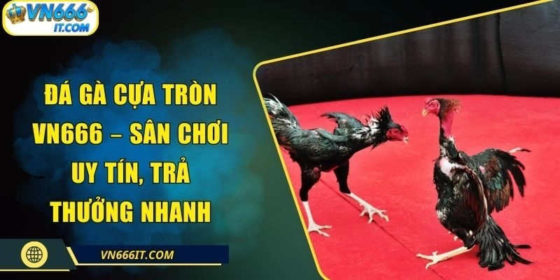 Đá Gà Cựa Tròn VN666 – Sân Chơi Uy Tín, Trả Thưởng Nhanh