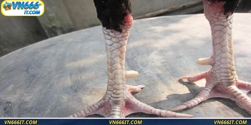 Học hỏi kinh nghiệm chọn kê chiến để tối ưu thắng trận