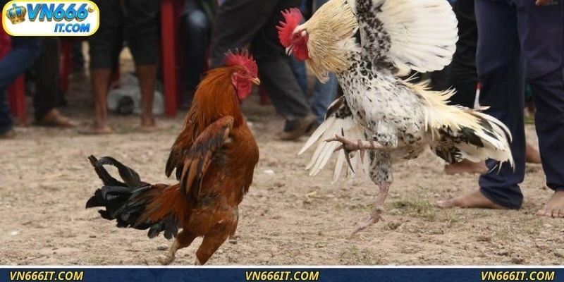 Học hỏi ngay tips hay từ cao thủ để đặt cược hiệu quả