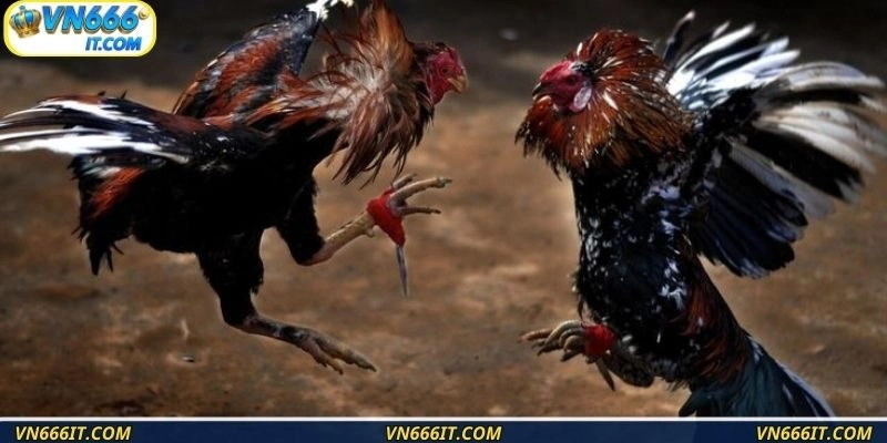 Luật lệ đơn giản, tân thủ dễ dàng áp dụng ngay