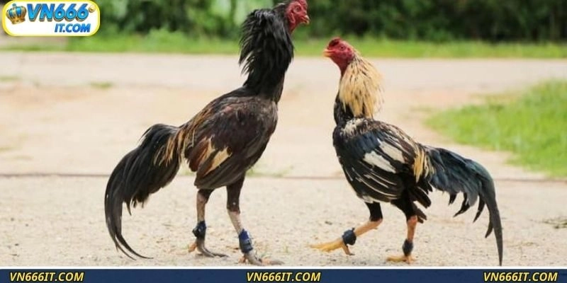 Nét nổi bật làm nên tên tuổi của đá gà cựa dao