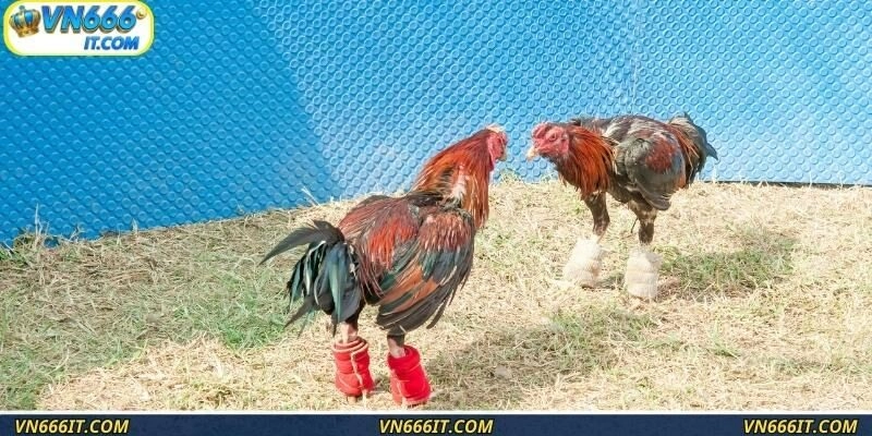 Người tham gia phải nắm rõ luật để thắng kèo dễ dàng