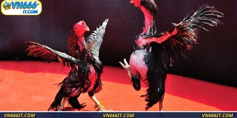 Quy trình dấn thân vào sân chơi chỉ với 3 bước nhanh gọn