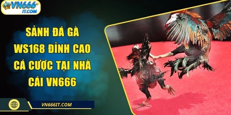 Sảnh Đá Gà WS168 Đỉnh Cao Cá Cược Tại Nhà Cái VN666