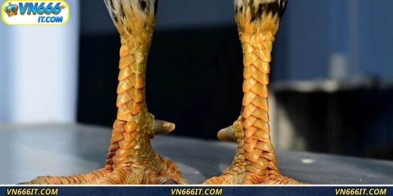 Truyền thuyết về vảy gà huyền trâm trong giới cá cược